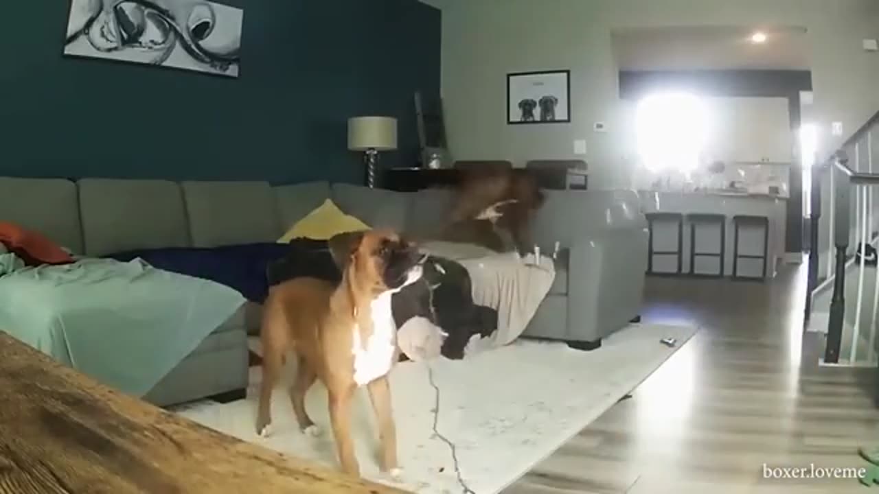 Student of cat under training