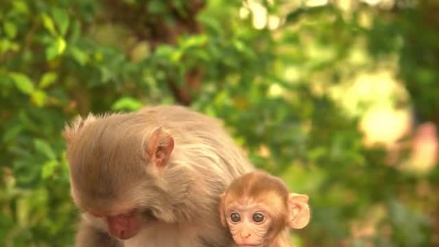 cute baby and mother monkey