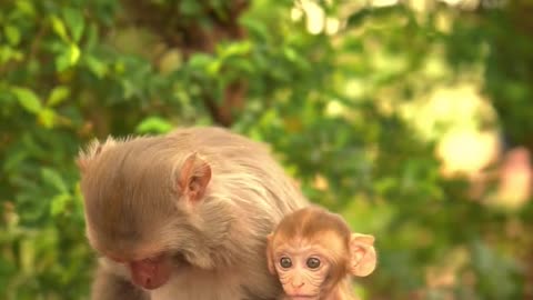 cute baby and mother monkey