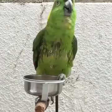 Oiseau 🐦 funny babagha