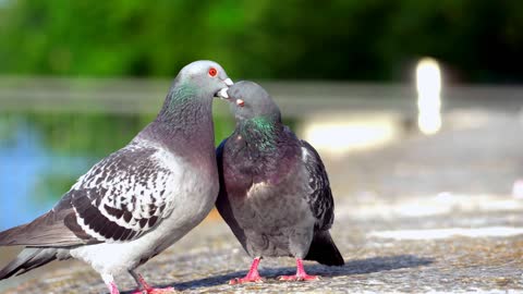 amazing bird real love birds