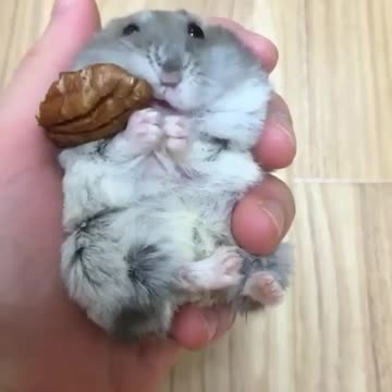 A squirrel eats a nut in a fast and amazing way