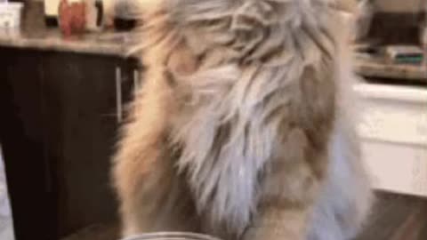 Cute Cat Gif