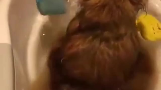 Cute and Funny Brown Pomeranian Bath Time # Smart Dog # Lovely Pet #shorts