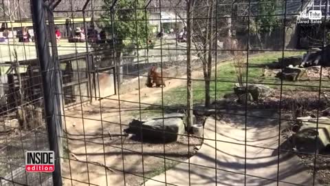 Woman Climbs Over Tiger's Fence at The Zoo To Get Her Hat Back