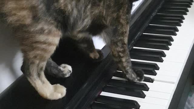 Kitty Paws Play a Piano Tune