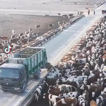 World big cow farm in China