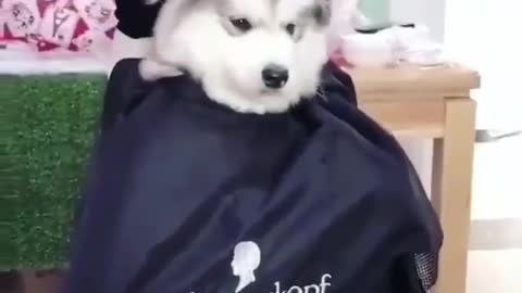 A dog that loves stink and beauty.