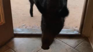 Boar Opens the Door