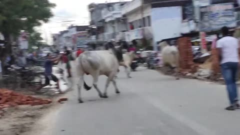 Bull Fight