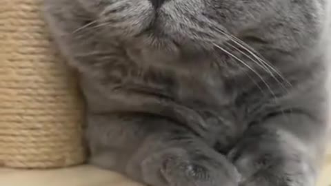 Cat Reaction