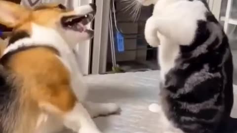 Dog or cat fight🔥