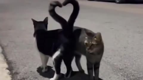 cats in love