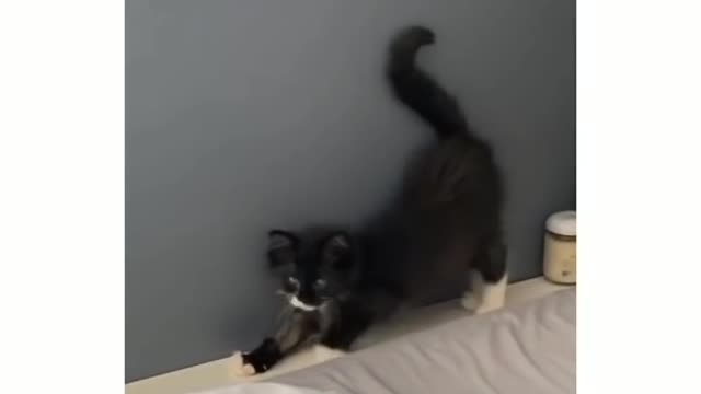 Funny cats