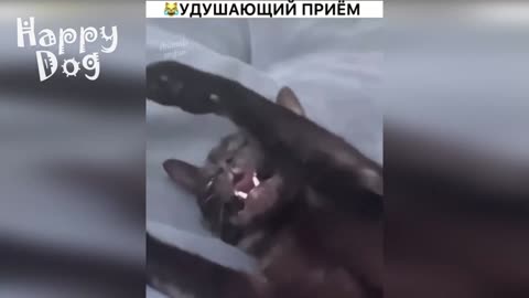 Cute cats and Dogs | Funny video #108