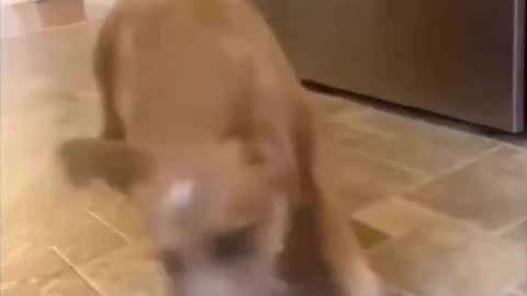 Funny Videos 2023