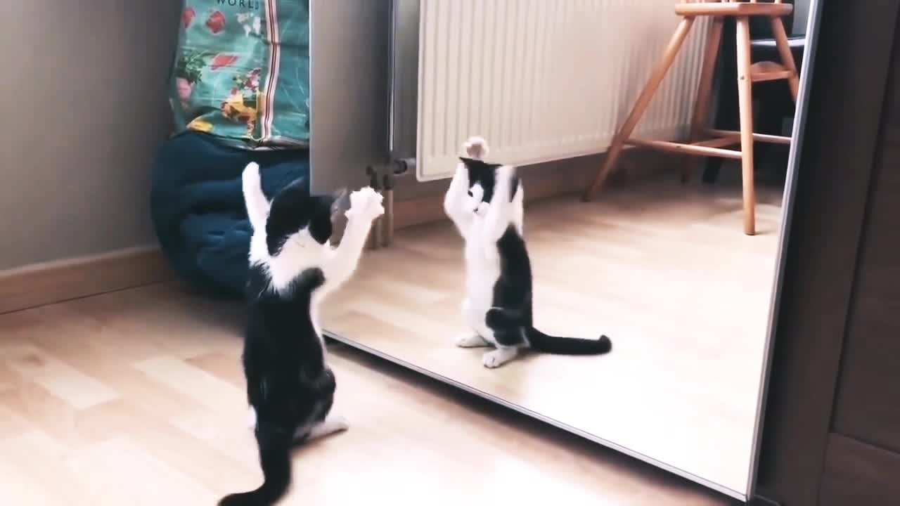 Funny cat