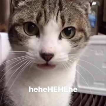 Hehe said the kitten 🤣👍😍