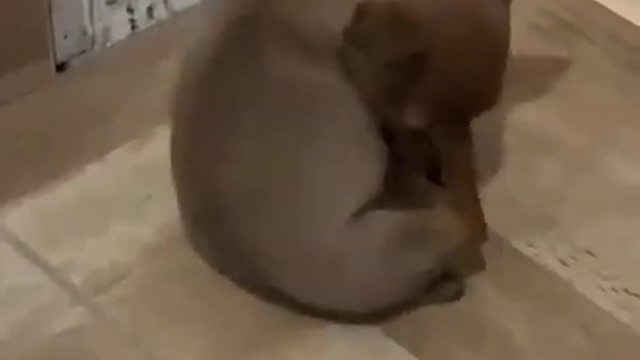 Puppy Doesn't Wanna Use Back Legs