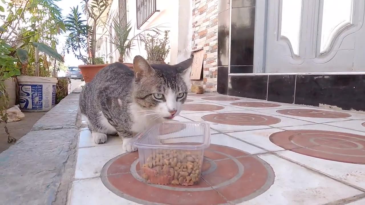 The food appeared and the hungry cats came...........