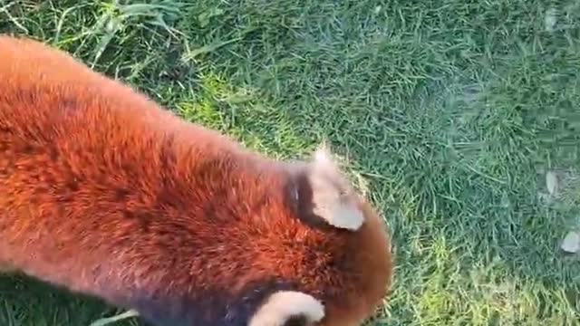 Red pandas are cute animals