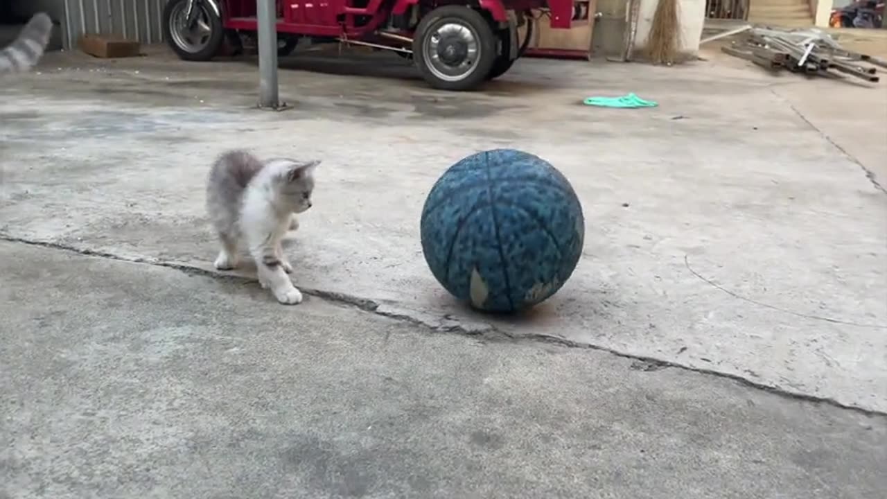 A giant toy for cats