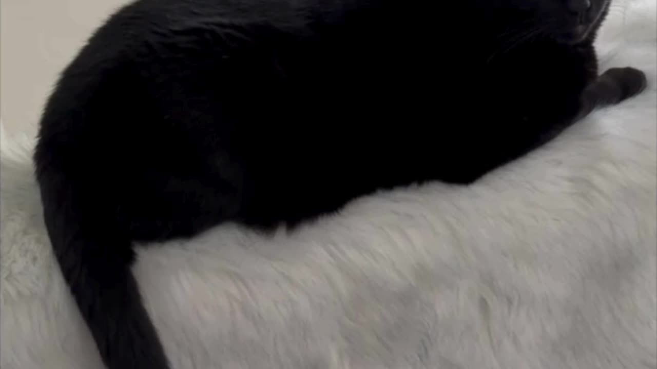 Adopting a Cat from a Shelter Vlog - Cute Precious Piper Uses a Fuzzy Throw to Keep Warm #shorts