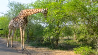 minute - Kruger National Park