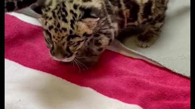 The sound of a leopard cub is so special