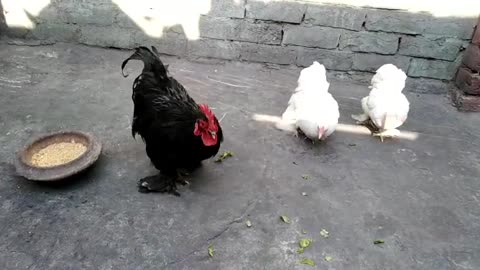 bentum hens trio