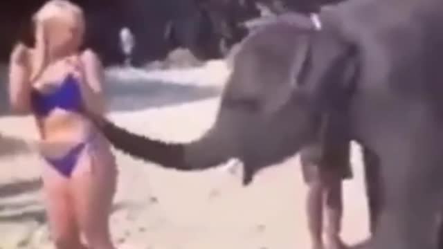 Elephants attacks naughty girl