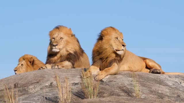 LEONES EN SU HABITAD