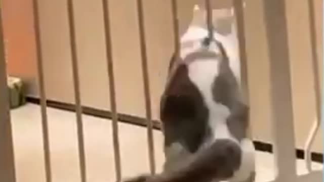 Try not to laugh ! The cat is stuck