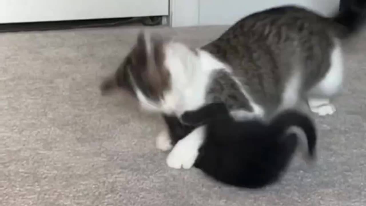 Cute cat funny!