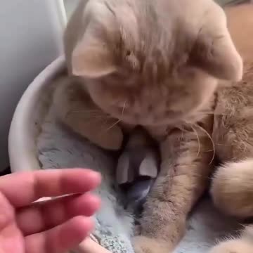 Good morning cat 😺! Bird 🐦 sleeping with cute cat🐈 Joy Funny Factory