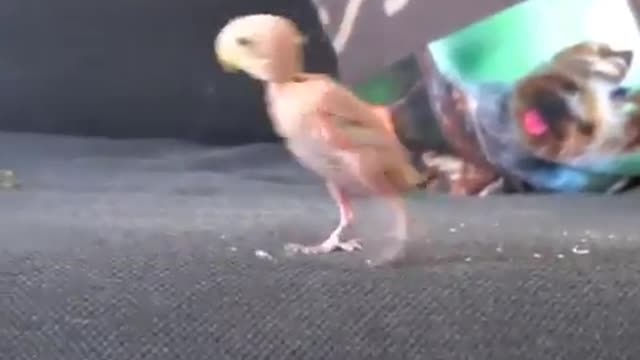 A newly born parrot