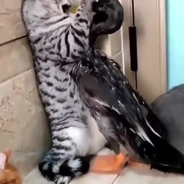 Cat 😸 & Duck 🦆 funny video |Funny animal videos| try not to laugh