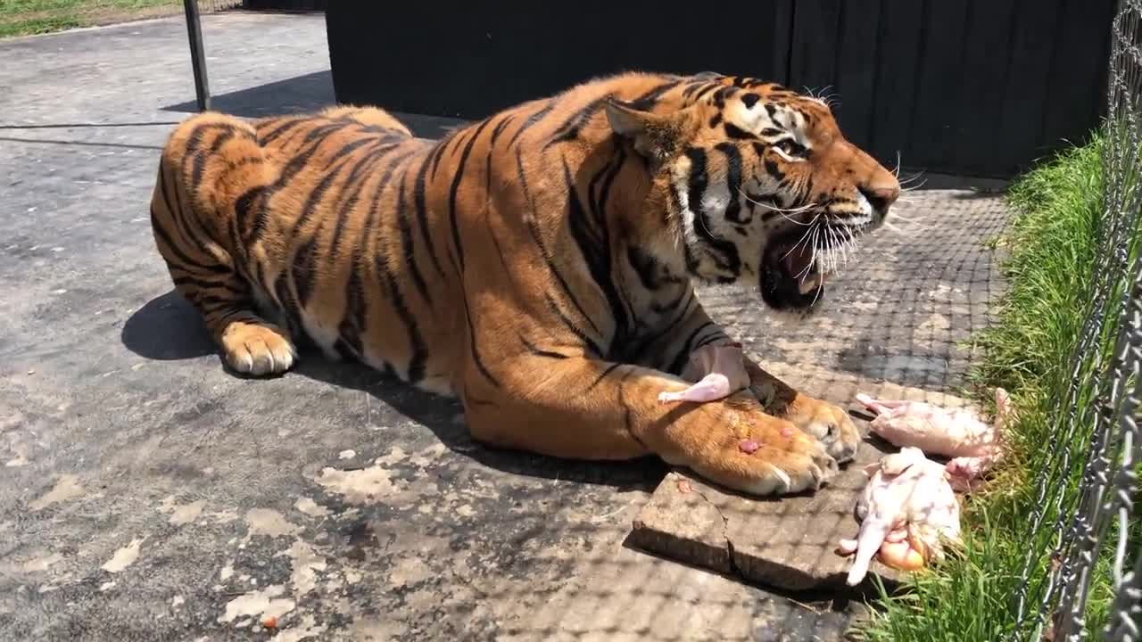 Alcyone, A Siberian Tiger, Growling At A Caretaker (Not At Me)