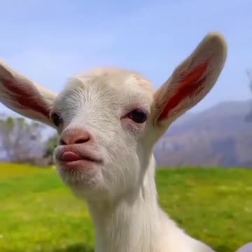 Cute Animal Moments That Will Brighten Your Day!O⁠_⁠o