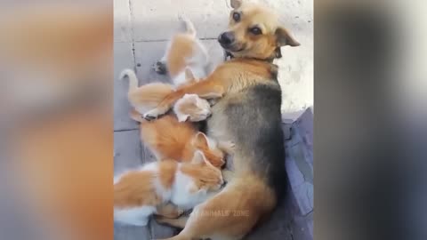 Funniest Animals 2023 😂 Funny Cats and Dogs 🐱🐶 | Funny Animal Videos