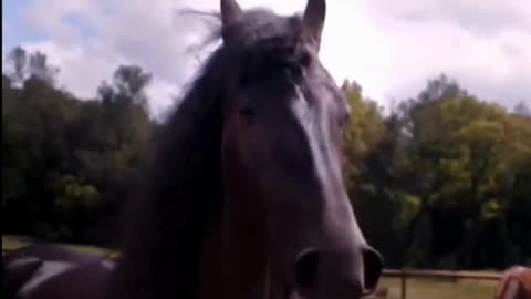 How Horse laugh ?