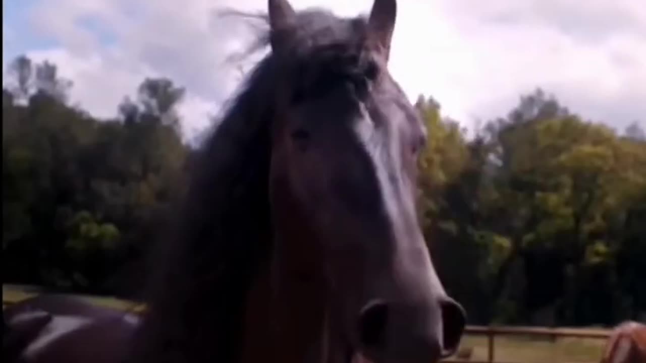 How Horse laugh ?