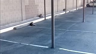 Cats in a Parking Lot