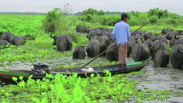 Swamp buffalo