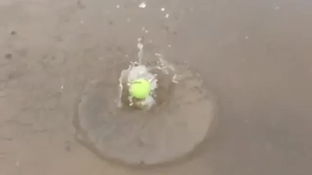 Fish swallows tennis ball whole