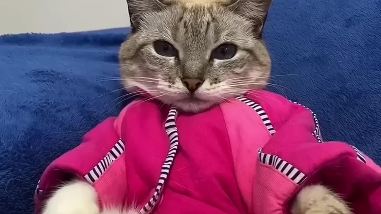 Funny cat video #most funny cat #must watch