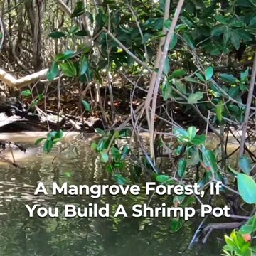 🌿🌍 Mangroves: Nature's Carbon Cleaners! 🌳