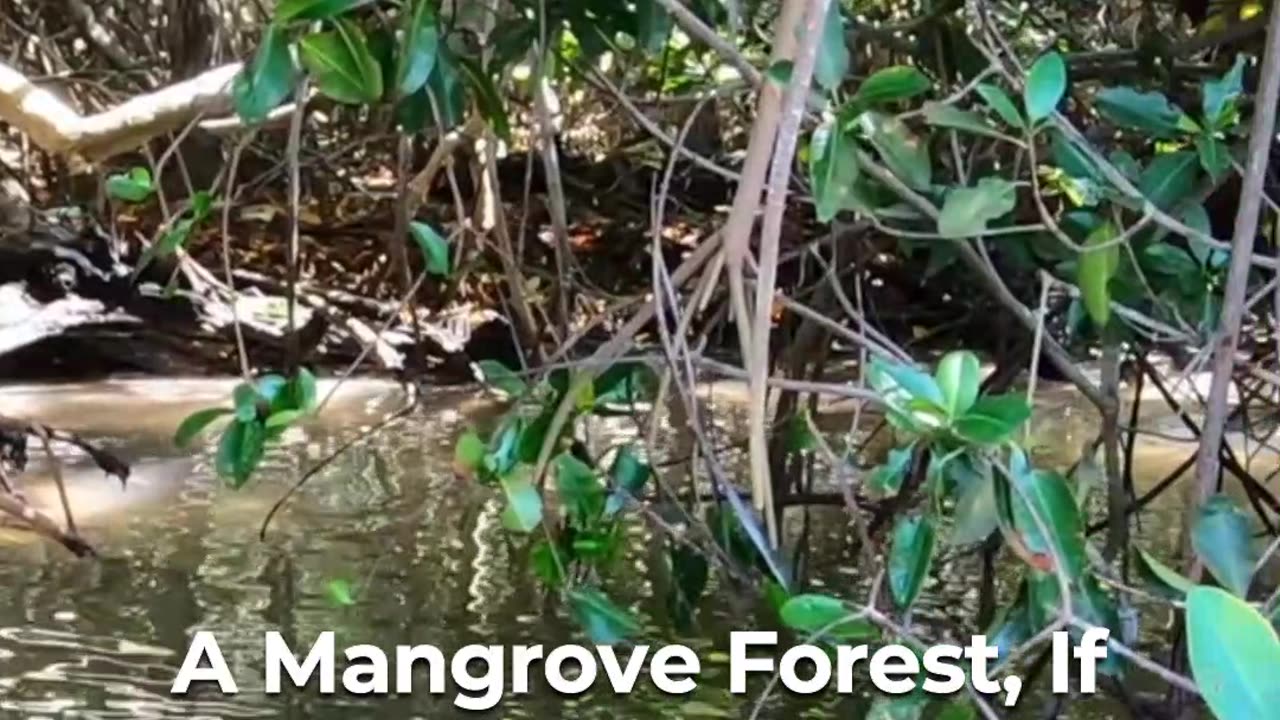 🌿🌍 Mangroves: Nature's Carbon Cleaners! 🌳