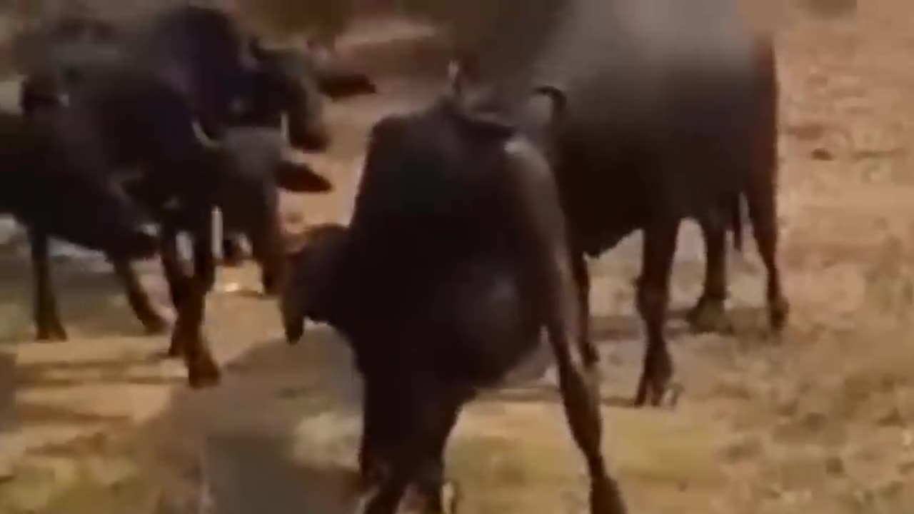 Nail-Biting Escape: Wild Buffalo Evades Lion, Faces Crocodile Ambush, and Loses a Leg!