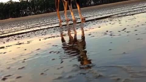 ☺️An#amazing#dog is wandering along the margin of#bay#shorts☺️